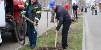 Сегодня в Наровчате в рамках месячника по благоустройству были высажены каштаны - Наровчатский район