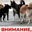 Внимание! Проводится отлов животных без владельцев на территории сельских поселений Наровчатского района - Наровчатский район