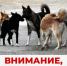 Внимание! Проводится отлов животных без владельцев на территории сельских поселений Наровчатского района - Наровчатский район